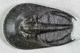 Harpes (Scotoharpes) Trilobite - Exquisite Preparation #108185-4